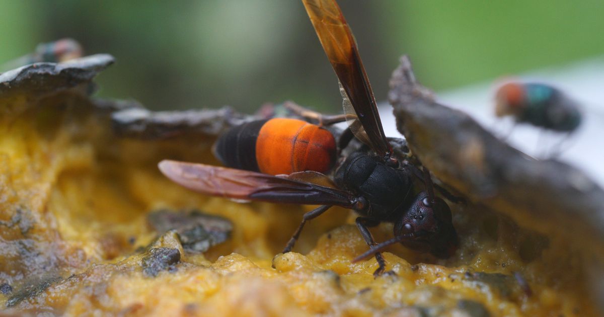 Pour se débarrasser des frelons asiatiques, cet ingrédient du placard et naturel serait particulièrement efficace