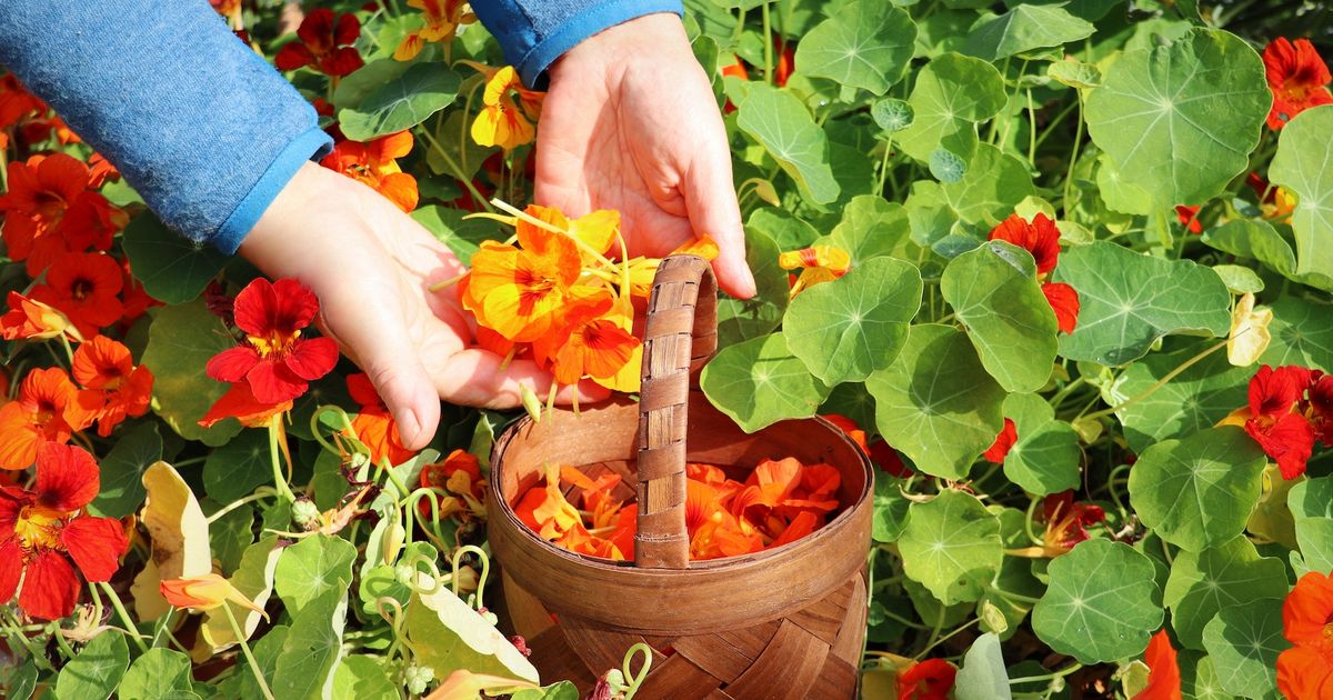 Jardin : voici 6 jolies fleurs comestibles (à planter absolument ce printemps)