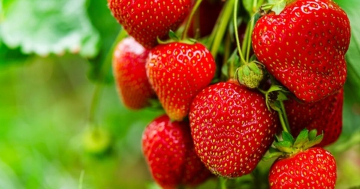 L'astuce ultime pour avoir des fraises gratuites toute votre vie !