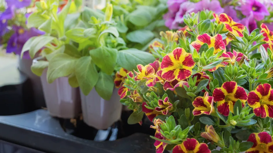 Adiós a los geranios: Lidl arrasa con esta flor resistente e ideal para dar color a tu balcón o jardín por solo 2 euros