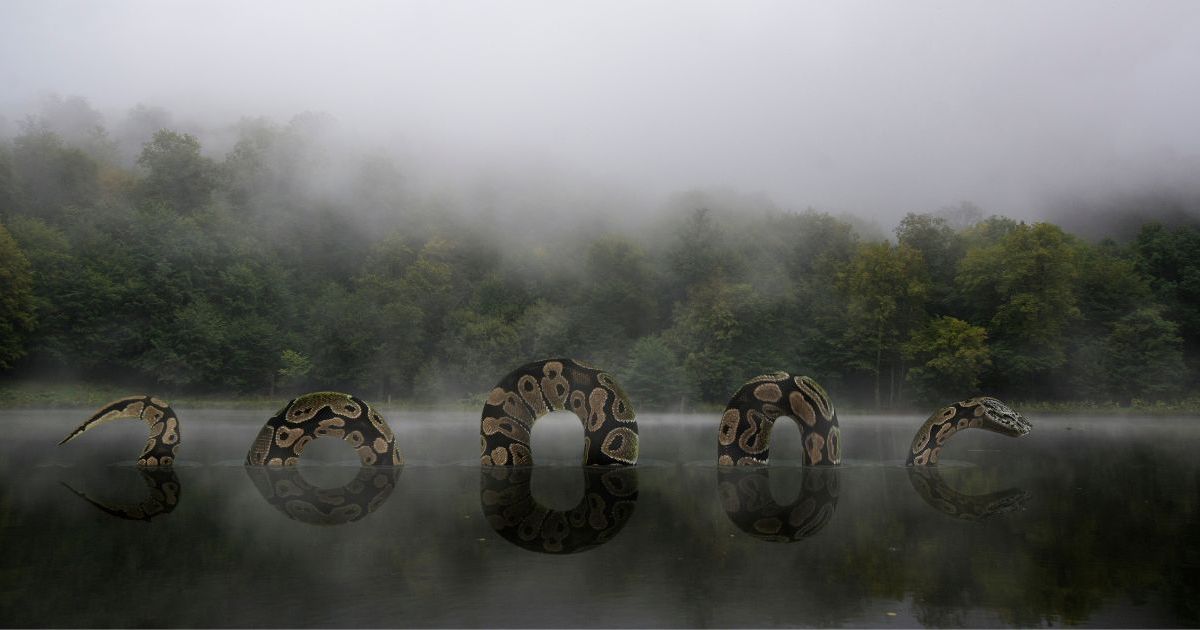 Les images qui circulent d'un anaconda de plus de 30 mètres, le plus grand serpent au monde, sont-elles réelles ?