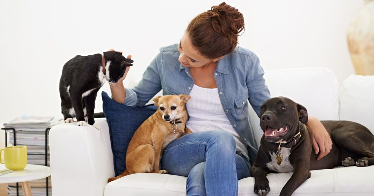 Cette aide peu utilisée de la SPA pour les animaux de compagnie pourrait tout changer, découvrez qui peut en bénéficier