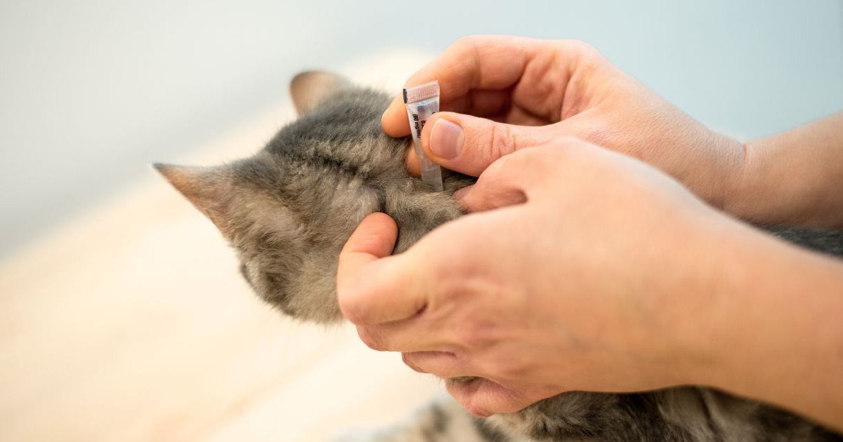 Ce répulsif contre les tiques peut être toxique pour les chats, 82 animaux en ont déjà été victimes d’intoxication