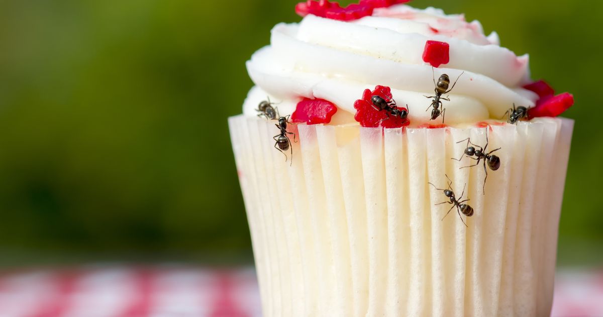 Vous ne verrez plus un seul insecte dans votre cuisine après avoir testé cette astuce bluffante et 100% naturelle