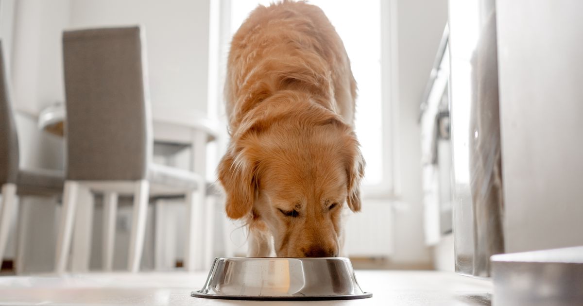 Voici pourquoi vous ne devriez jamais laisser votre chien lécher votre assiette selon cette étude