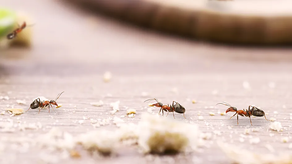 Olvídate de las hormigas invasoras con estos dos remedios naturales fáciles con 4 ingredientes que tienes en casa