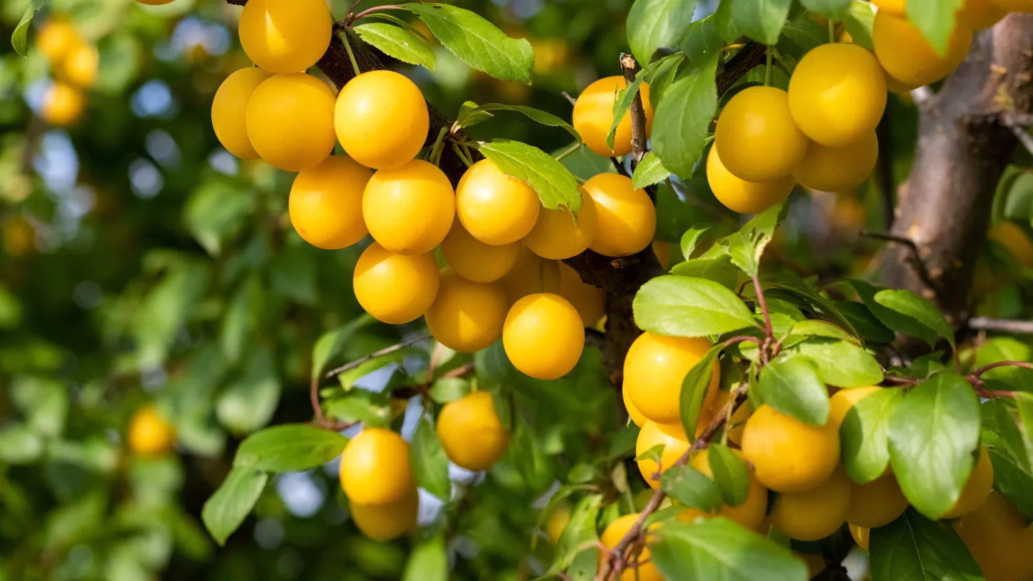 Voici tous les bienfaits insoupçonnés de la mirabelle — free download