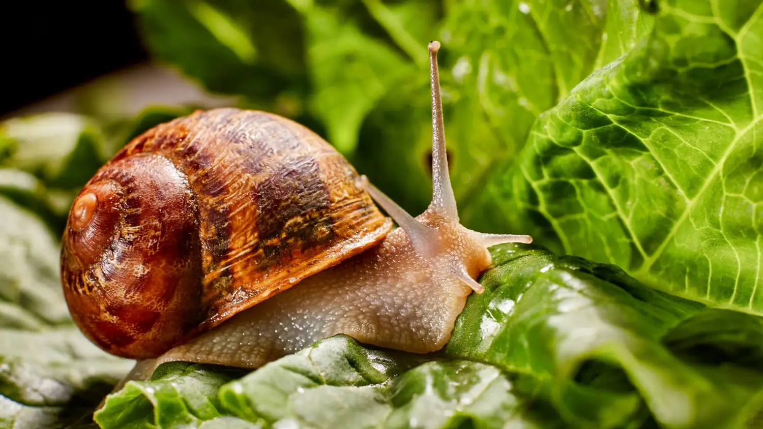Anti Escargot Et Limace Pinces à Limaces Gardigo - Lot De 4 En Bambou, Respectueux Des Animaux Piège Limaces Et Escargot