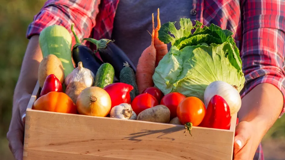 Ramasser Ses Legumes Chez Le Producteur Herault
