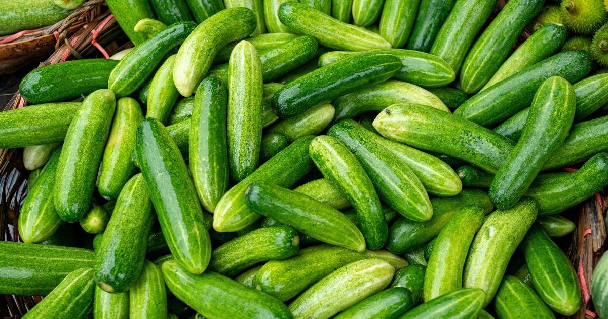 Rappel de concombres vendus dans ces célèbres enseignes du fait d’une contamination aux pesticides