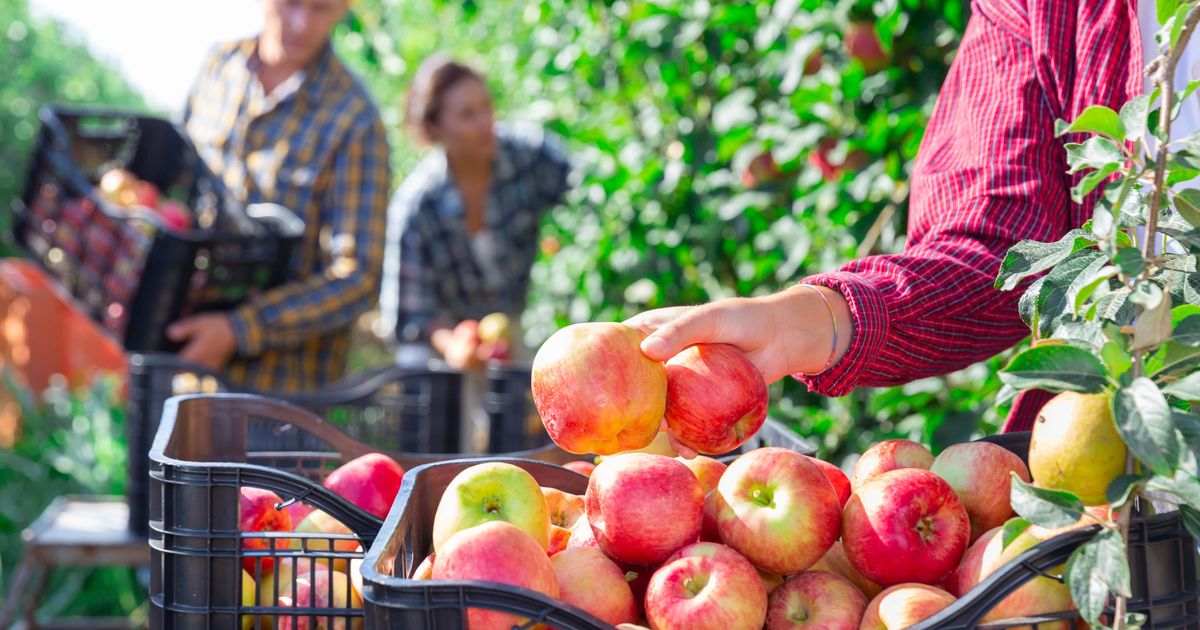 Ces agriculteurs sont formels, ces pommes sont les meilleures pour grignoter