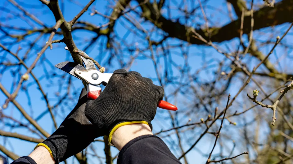Poda de octubre: estas son las plantas que deberías recortar ahora para asegurar su crecimiento y floración en primavera