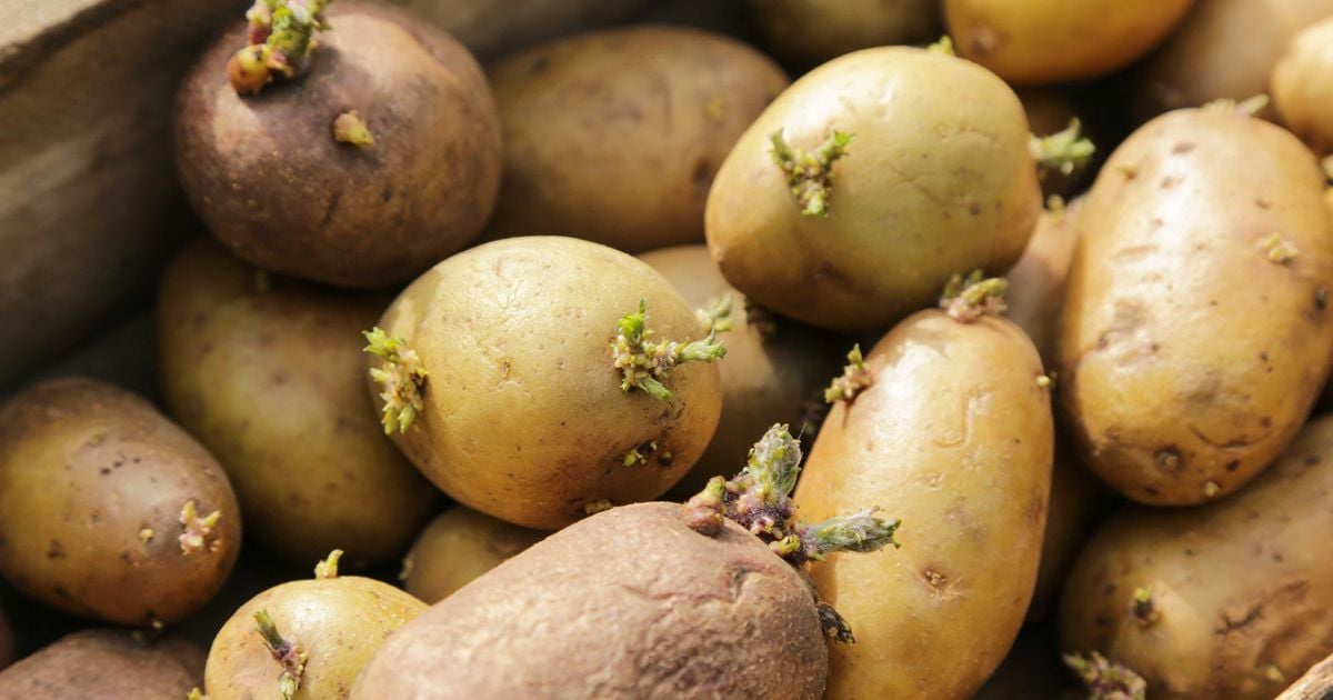 Peut-on vraiment manger des pommes de terre germées ?