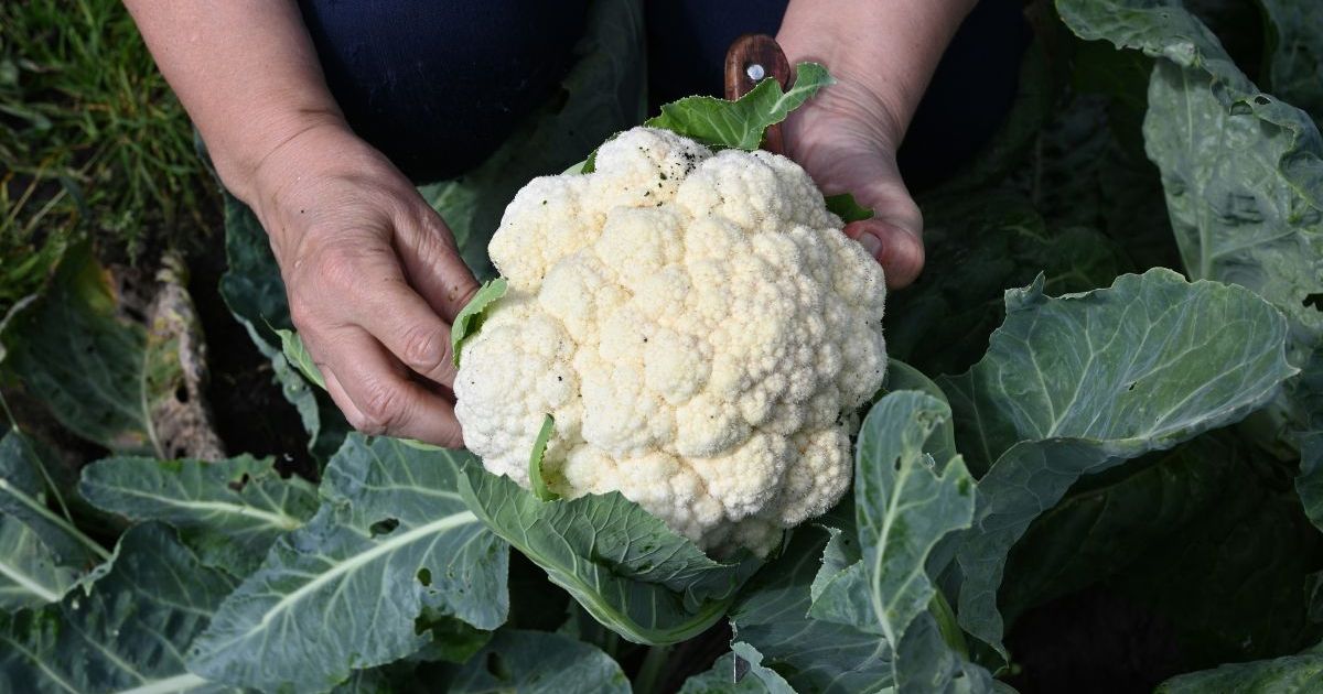 10 recettes à faire avec du chou-fleur pour soutenir les agriculteurs français