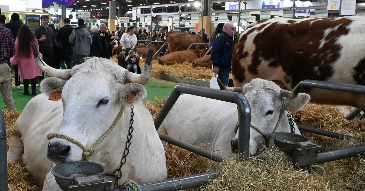 Salon de l&rsquo;Agriculture 2026 : pourquoi il n&rsquo;y aura pas de vaches sur place cette année