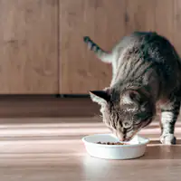 Ces 10 aliments sont toxiques pour votre chat et vous les donnez peut-être sans le savoir : vérifiez la liste !