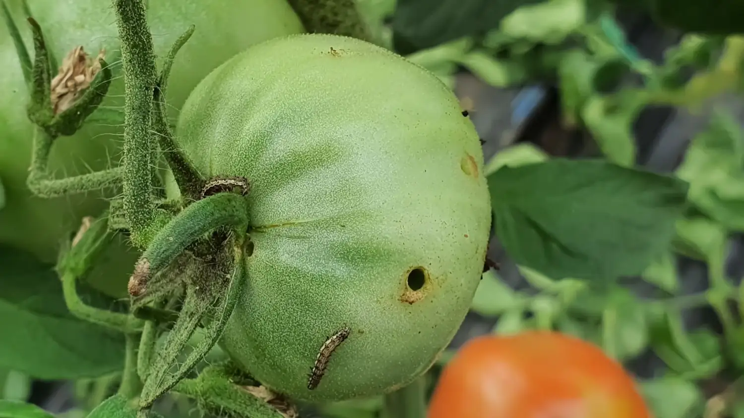 Tomates trouées l’erreur fatale du compost qui transforme votre — free download