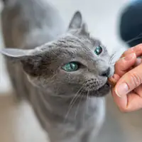 Comment préparer ces délicieuses friandises au saumon pour rendre le poil de votre chat éclatant ?