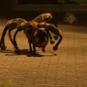 El terrorífico perro araña: la broma que ha revolucionado Youtube