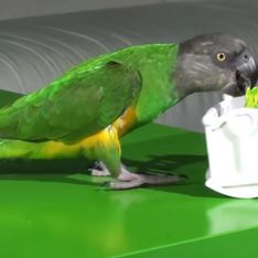 Video/ Il pappagallo che si allena a fare la mamma perfetta!
