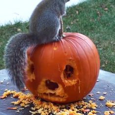 Video/ Tutti festeggiano Halloween: anche questo scoiattolo che intaglia la sua zucca