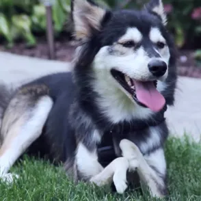 Derbi, el perro que puede correr gracias a una prótesis
