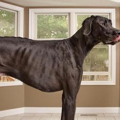 Perros gigantes: Así son algunos de los más grandes del mundo