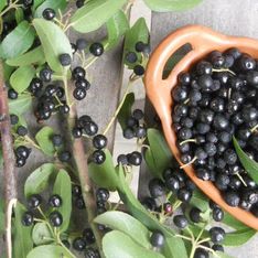 Bacche di Maqui: scopri le proprietà e i benefici di questo frutto tipico del Sud America