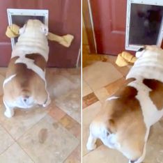 Video/ Guarda questo cane che prova a scappare con il suo osso enorme dalla porta, ma non ci passa!