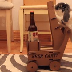 Video/ Un coniglio come maggiordomo? Ecco cosa ha fatto questo ragazzo per farsi portare le birre dal suo coniglietto!