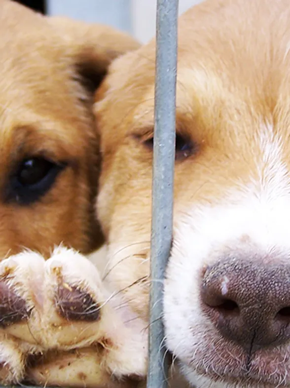 Antes y después: 25 imágenes de mascotas que cambiaron sus caras y sus vidas tras ser adoptadas