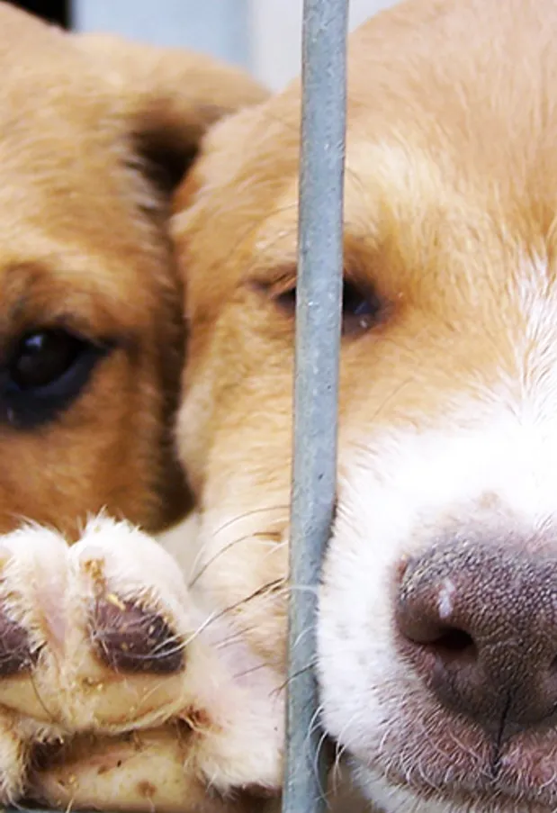 Antes y después: 25 imágenes de mascotas que cambiaron sus caras y sus vidas tras ser adoptadas