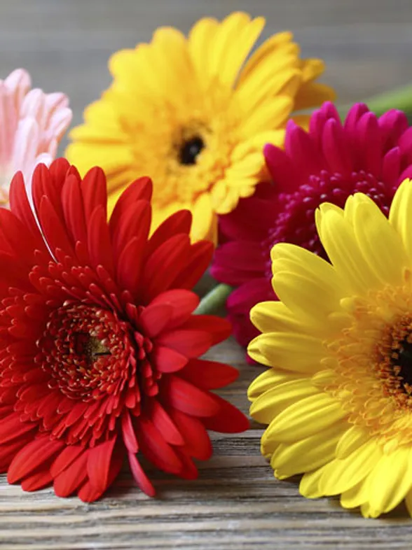 Cómo colocar flores en un jarrón: un truco sencillo pero muy práctico