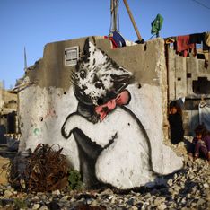 Un chaton sur les murs en ruines de Gaza