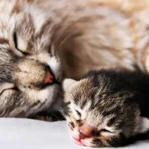 Antes y después: 30 fotos de gatos que se han hecho demasiado grandes con el paso de los años