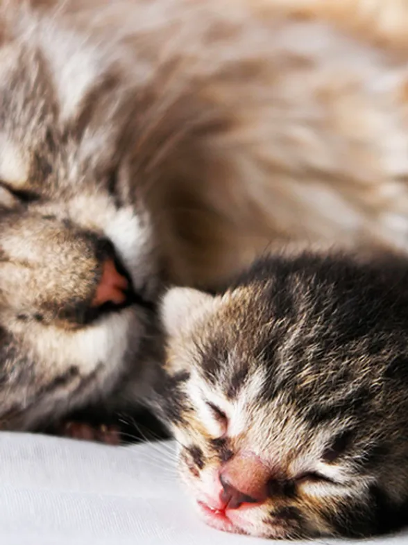 Antes y después: 30 fotos de gatos que se han hecho demasiado grandes con el paso de los años