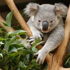Les autorités australiennes abattent 700 koalas