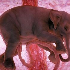 20 imágenes de animales en el vientre materno que te dejarán sin palabras