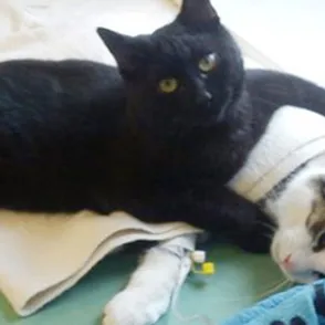 Este increíble gato enfermero dedica su vida a cuidar de animales enfermos