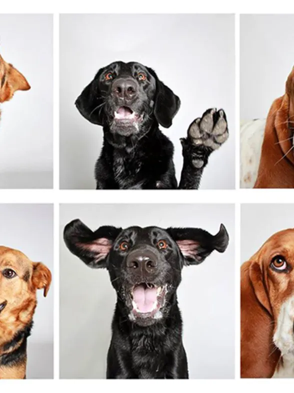 Cómo un fotomatón cambió para siempre la vida de estos perros abandonados