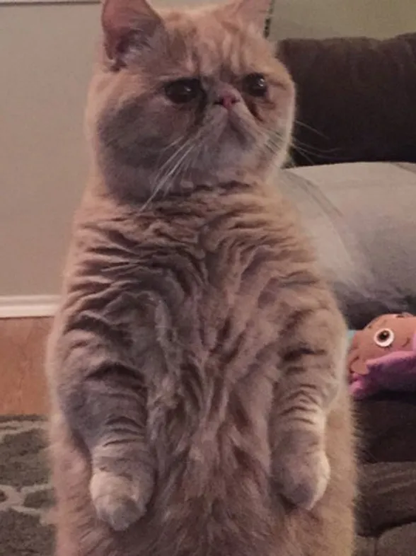 Te presentamos a George, el gato humano: ¡es capaz de quedarse erguido!