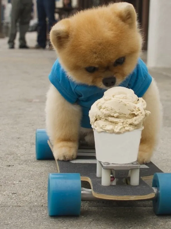 Hora de comer con el cachorro más adorable del mundo