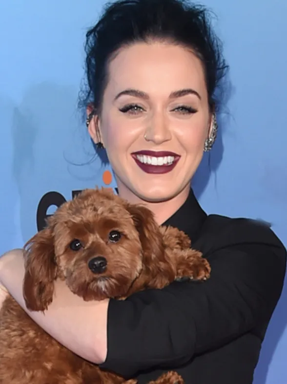 ¡Animales a raudales! Así pasean las celebrities a sus mascotas