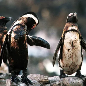 20 imágenes desgarradoras que muestran los efectos de la contaminación en el mundo animal