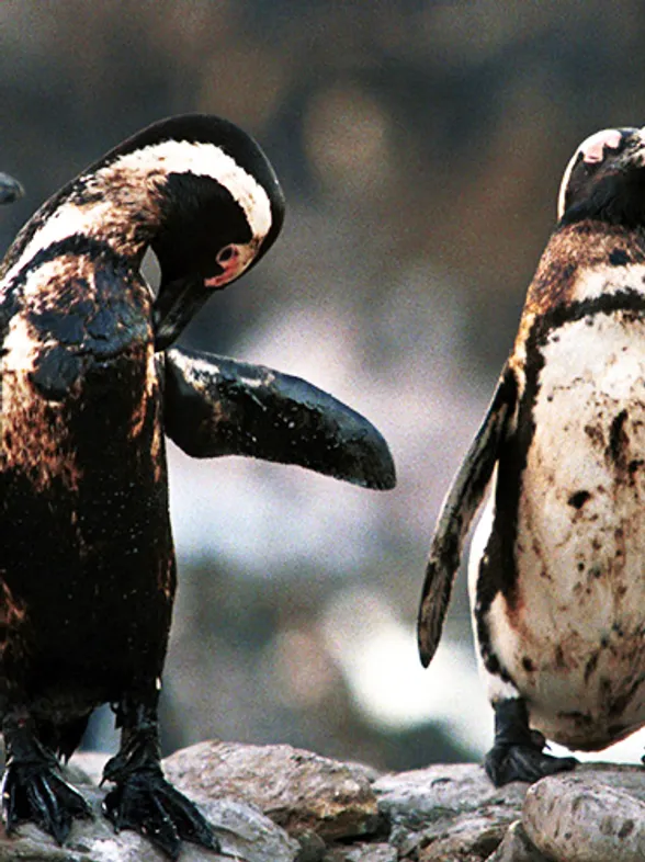 20 imágenes desgarradoras que muestran los efectos de la contaminación en el mundo animal