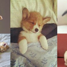 Ces 10 animaux qui nous font complètement craquer sur Instagram