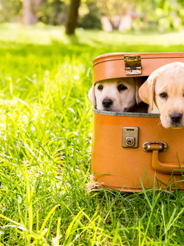 ¡De cachorros a adultos! El antes y el después de unos perritos que han crecido muy deprisa