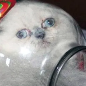 La curiosidad mató al gato: 30 mininos que se pasaron de listos y fallaron