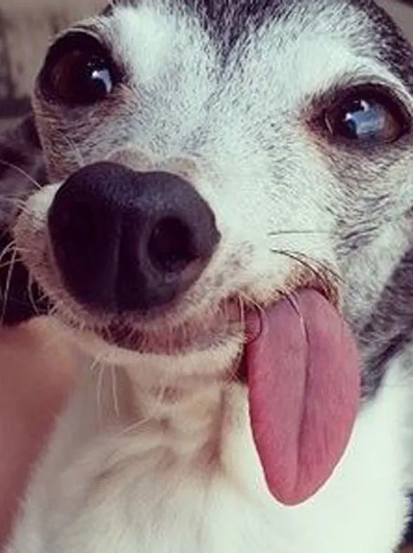 Te presentamos a Zappa, el adorable galgo sin dientes que te enamorará
