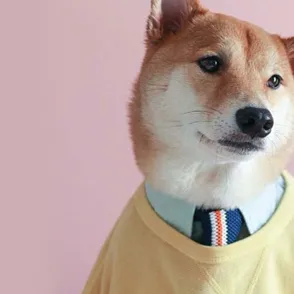 Este alucinante perro gana 15.000 dólares al mes: ¡descubre su historia!
